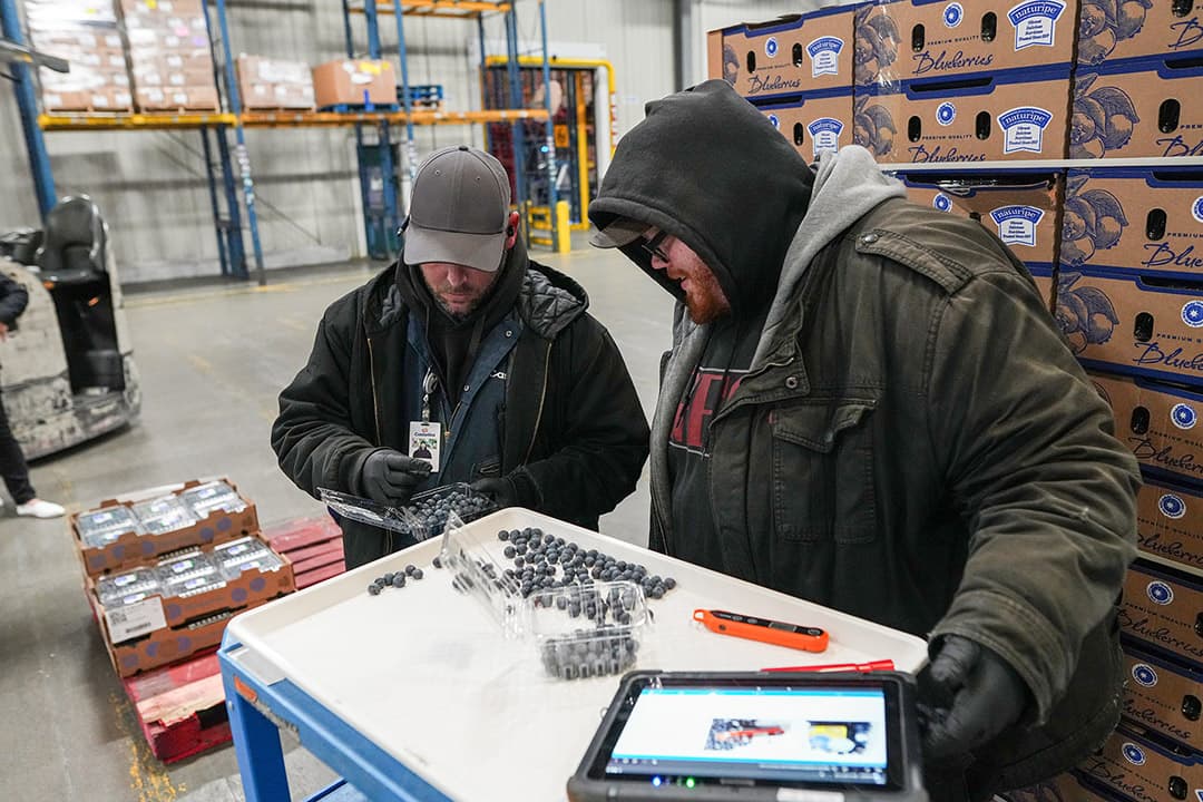 image of two workers quality checking blueberries in a warehouse setting